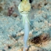 jawfish_yellowhead_bw_wc_v_0240_tci0788.jpg